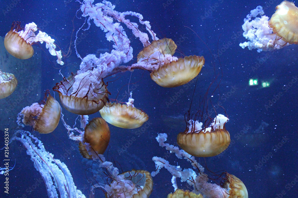 Fototapeta premium Méduses, Aquarium de Boulogne sur Mer