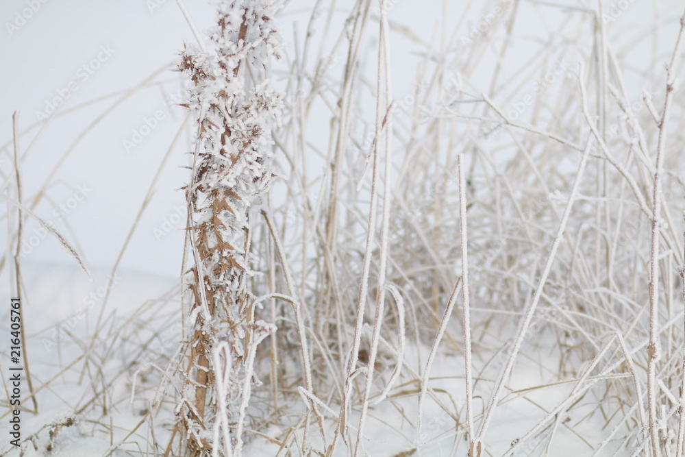 Fototapeta premium winter, grass