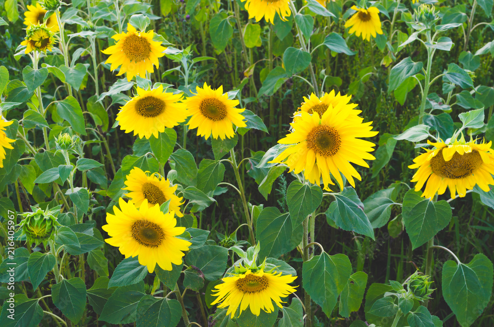 Field of sunflowers on Sunny day. Field of sunflowers on Sunny day.