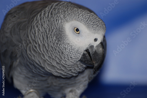 Up Close with an African Grey Parrot photo