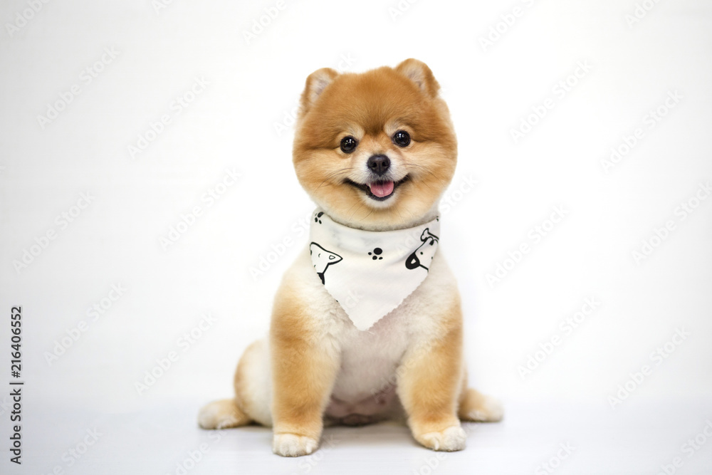 Pomeranian dog on white background.