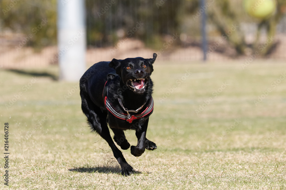 Black dog running and smiling toward the camera Photos | Adobe Stock