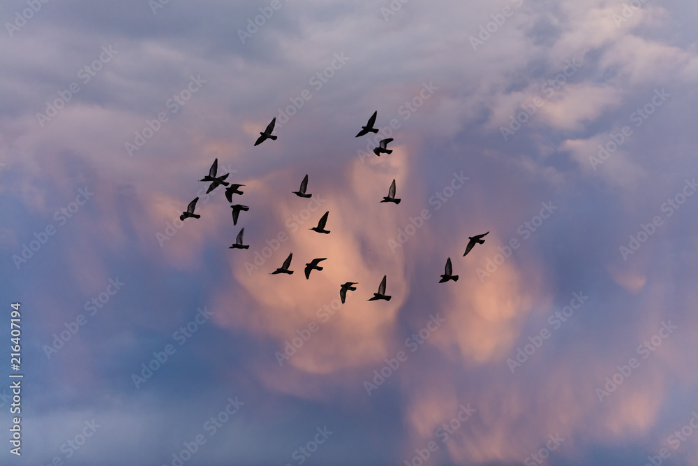 Obraz premium birds flying into sunset sky 