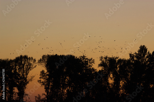 In evening time closeup silhouette tree photo