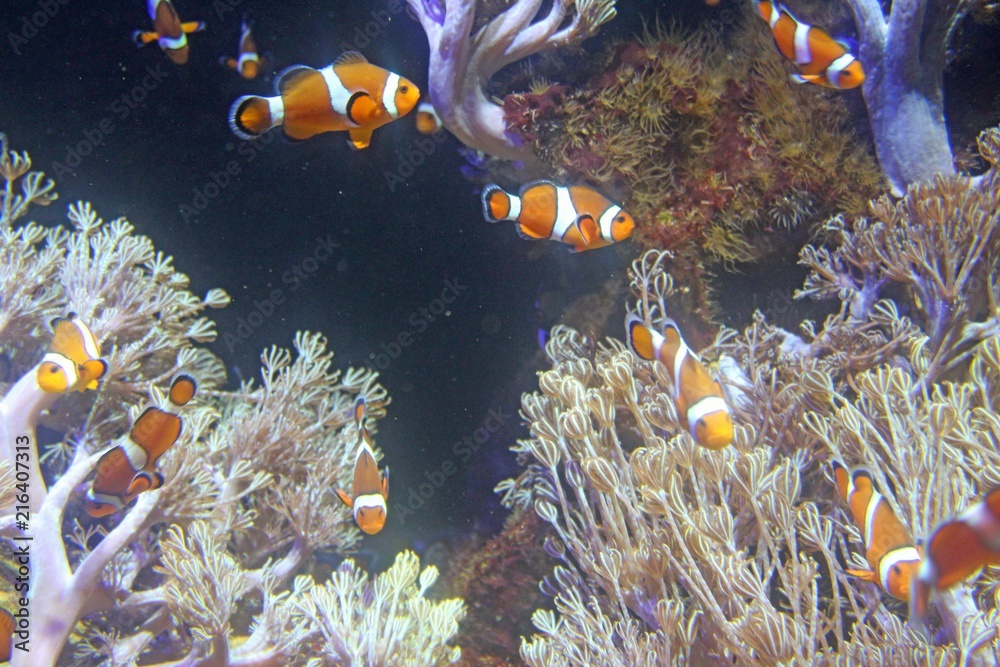 Obraz premium Poissons Nemo, Aquarium de Boulogne sur Mer