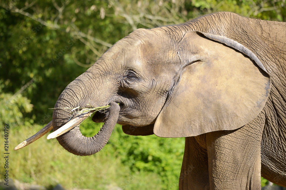 Fototapeta premium Profile portrait of African elephant (Loxondota africana) eating grass