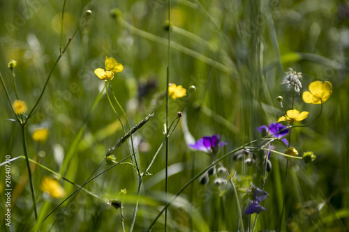 Wiesenblumenblüten