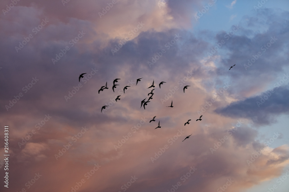 birds flying into sunset clouds
