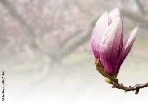 Magnolia Flower with a faded background