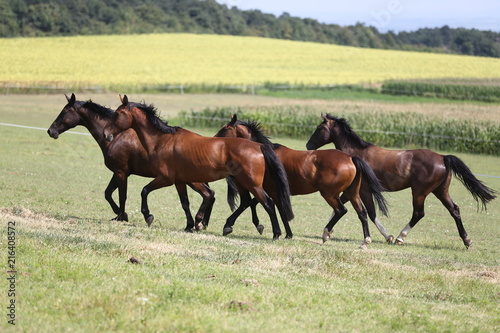 Thoroughbred young horses runs across a pasture summertime