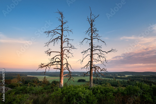 Two old trees with beautiful sunset at summer evening in Finland