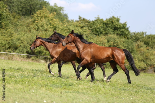 Thoroughbred young horses runs across a pasture summertime © acceptfoto