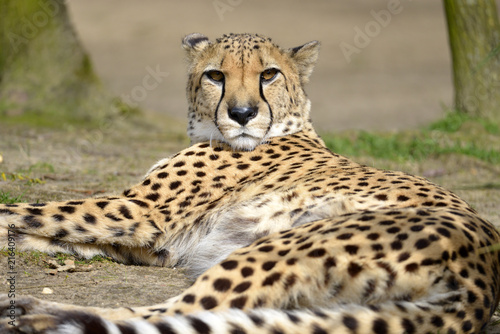 Closeup African Cheetah (Acinonyx jubatus) lying on ground, the head raised looking at the photographer