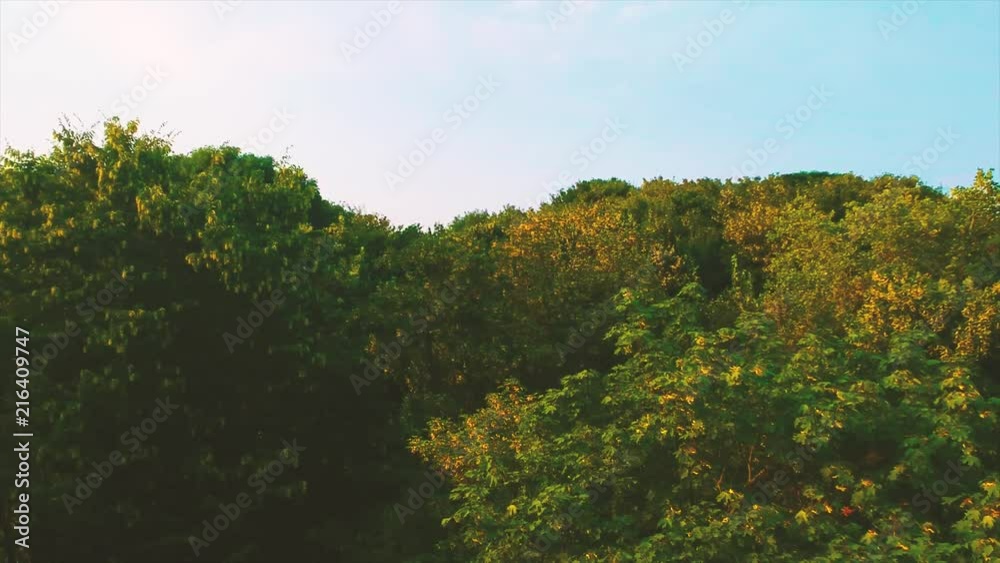 Tomber dans la forêt