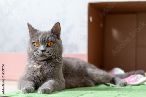 Wallpaper Mural Proud mother Torontodigital.ca