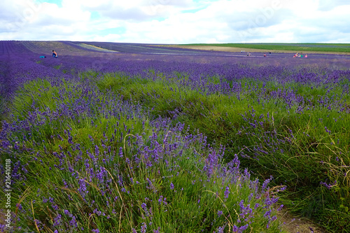 Vast purple lavender fields.