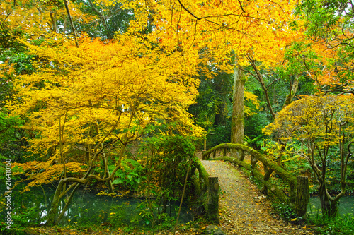紅葉の森と苔の生えた石橋 