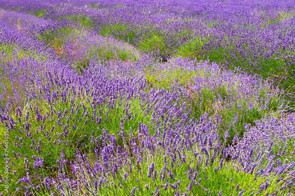 Obraz premium Lavender fields.