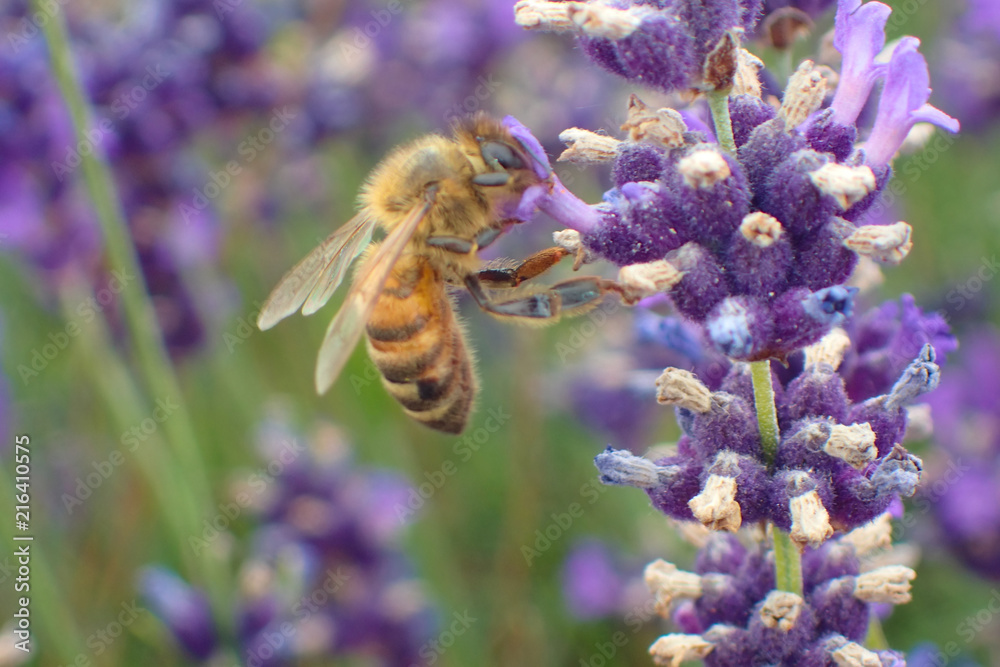 Close up of a bee taking nectar from a lavender flower.