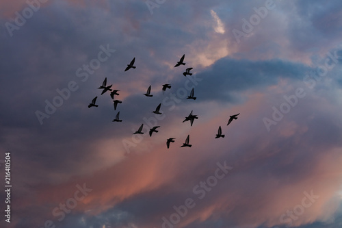 birds flying into sunset sky 