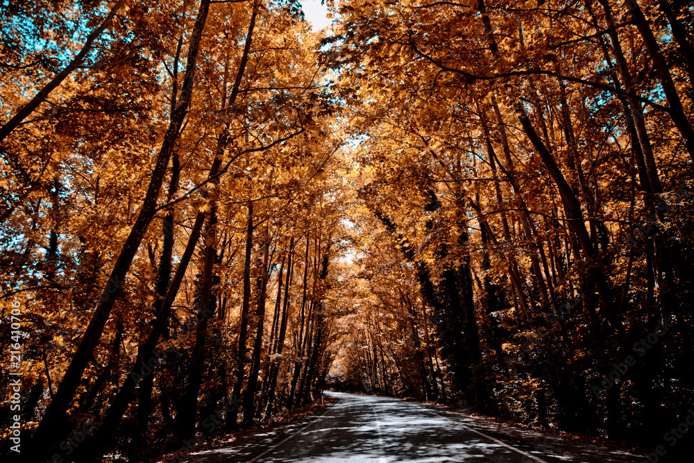 Fototapeta premium tree through the way green and brown Bartın Turkey