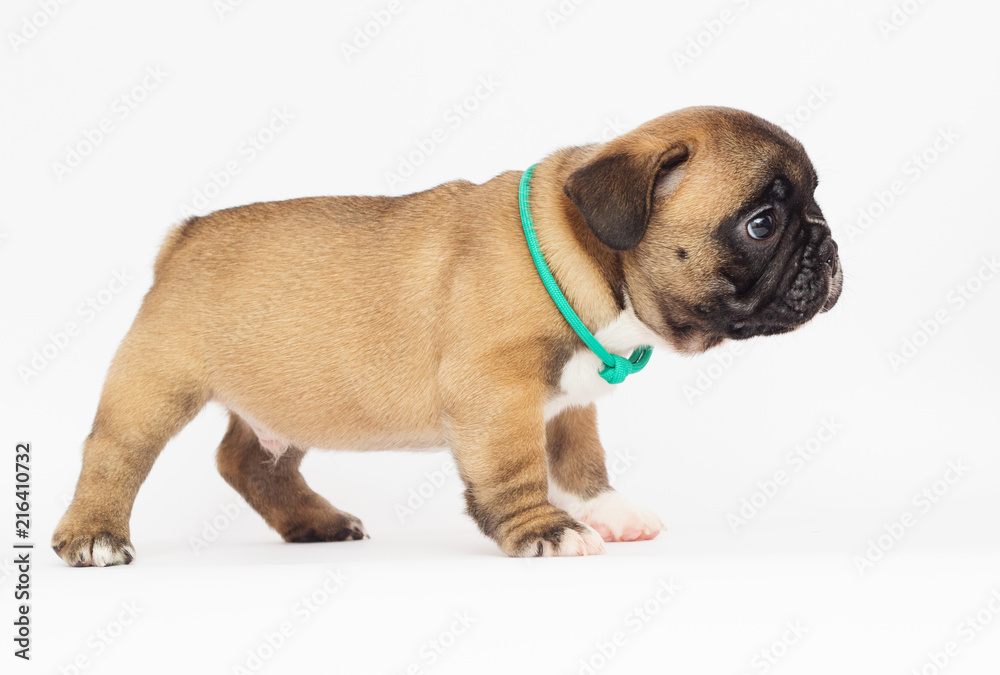 French Bulldog puppy on a white background