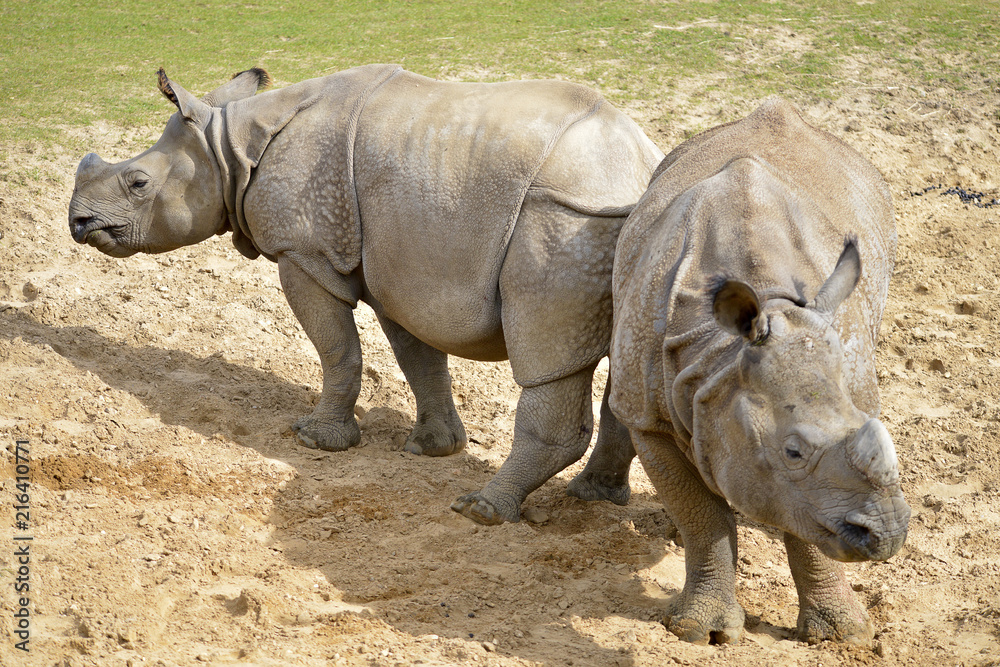 Fototapeta premium Dwa indyjskie nosorożce (Rhinoceros unicornis) na ziemi