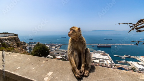 A Barbary macaque monkey in Gibraltar on a sunny day in August. © Tim