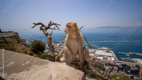 A Barbary macaque monkey in Gibraltar on a sunny day in August.