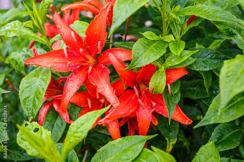 Wild red tiger lilies in garden. Lilium lancifolium as wallpaper or background. Wild red tiger lilies in garden. Lilium lancifolium as wallpaper or background.