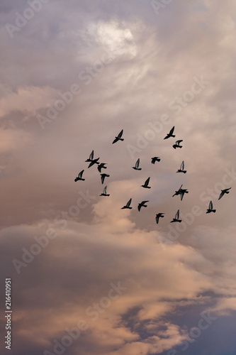 birds flying into sunset sky  © babaroga