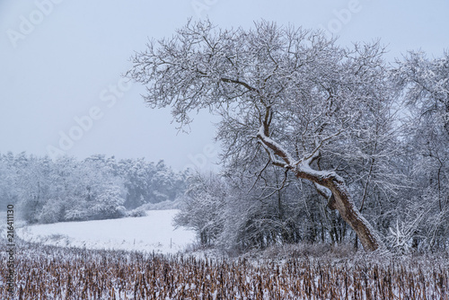 A bent tree in winter full of snow