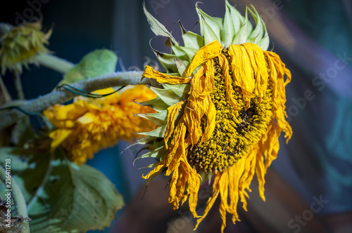 Withered sunflower head 3