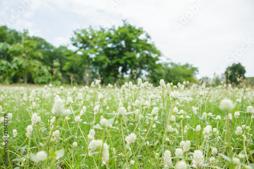 White flowers grass field that bloom in the rainy season.