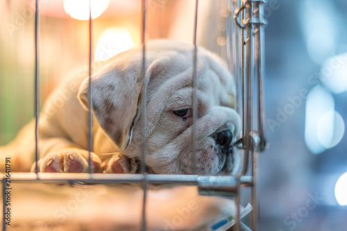 Puppy wait in dog cage in pet shop hope to freedom © pongmoji