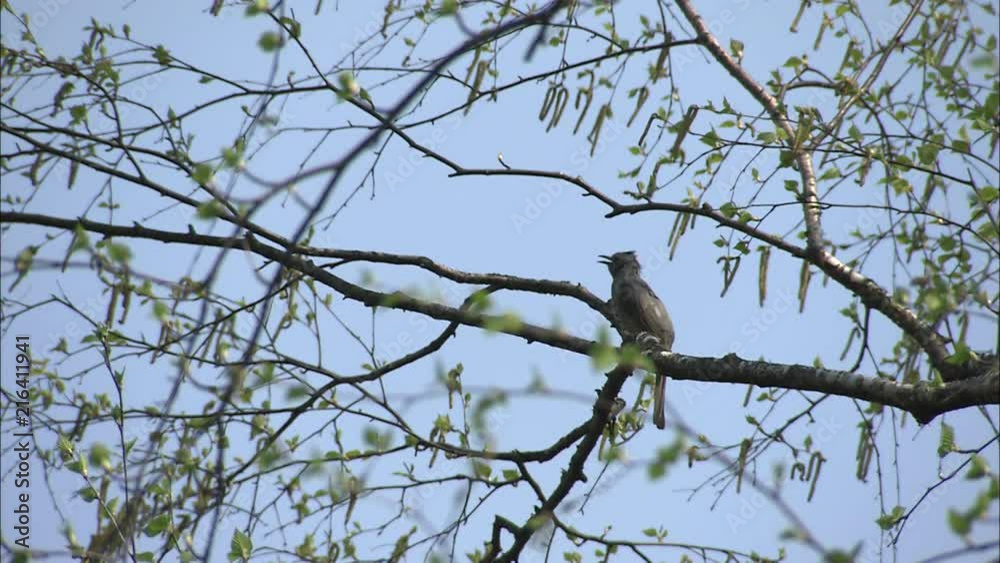 木にとまる鳥 木にとまる鳥
