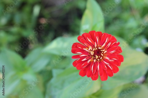 Bicolor zinnia