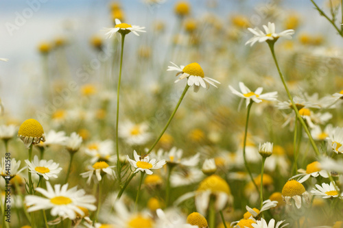 Field of beautiful white camomile flowers in summer in Belarus