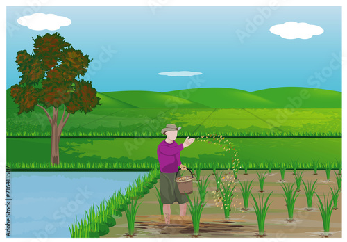 farmer sow manure in paddy field vector design