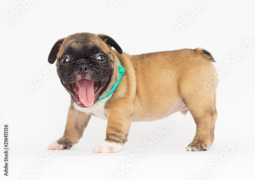 French Bulldog puppy on a white background