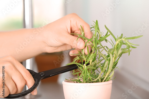 Woman cutting fresh rosemary in pot, closeup