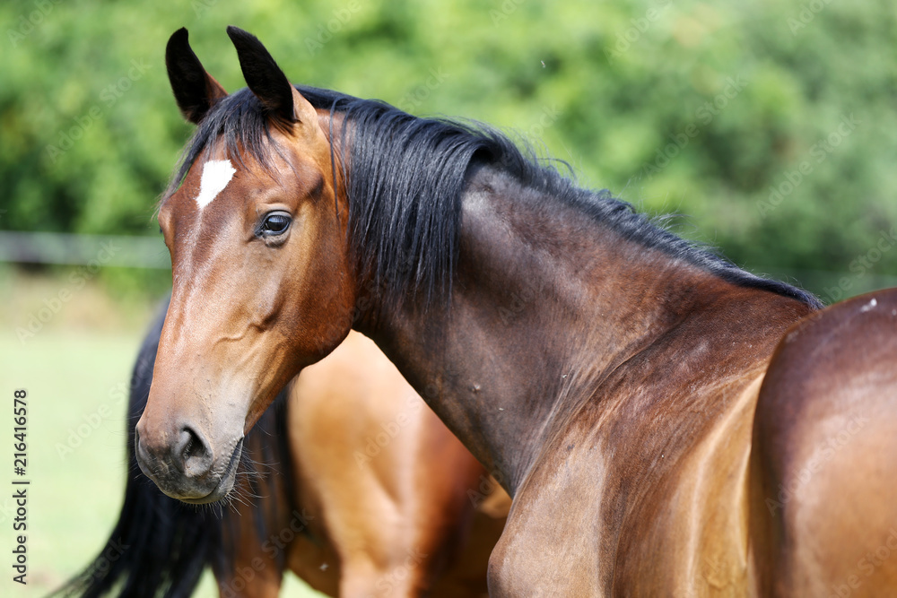 Obraz premium Portret piękny młody koń czystej krwi