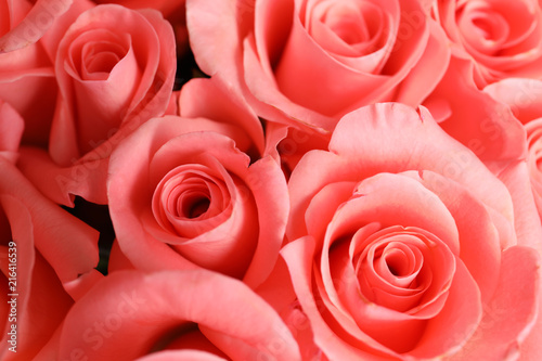 Beautiful roses as background