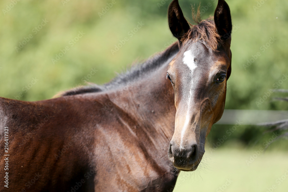 Head of a beautiful purebred foal on the meadow