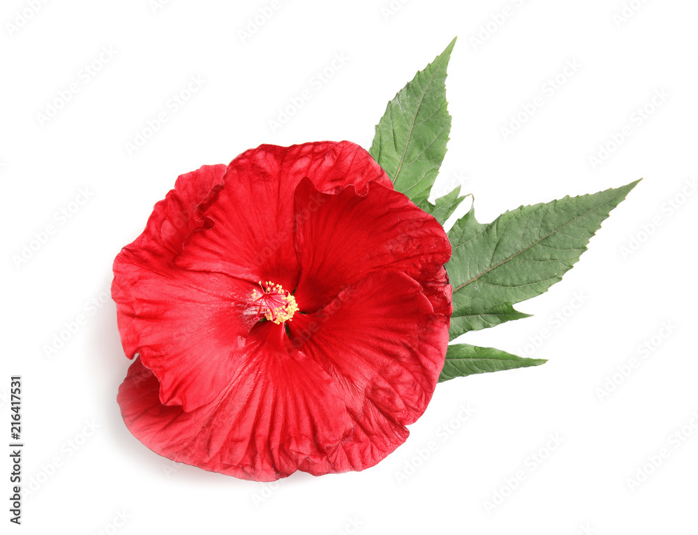 Obraz premium Beautiful red hibiscus flower on white background
