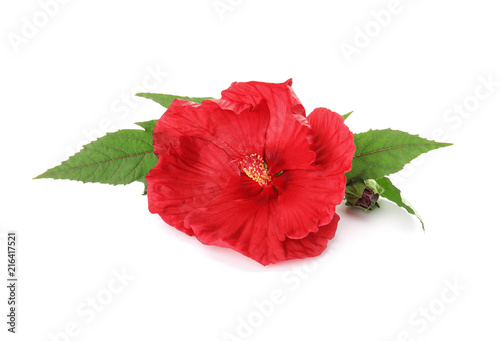 Fototapeta Naklejka Na Ścianę i Meble -  Beautiful red hibiscus flower on white background
