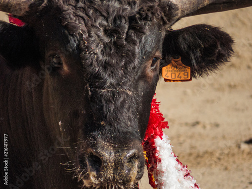 Bullfight - Bull portrait with Banderilla