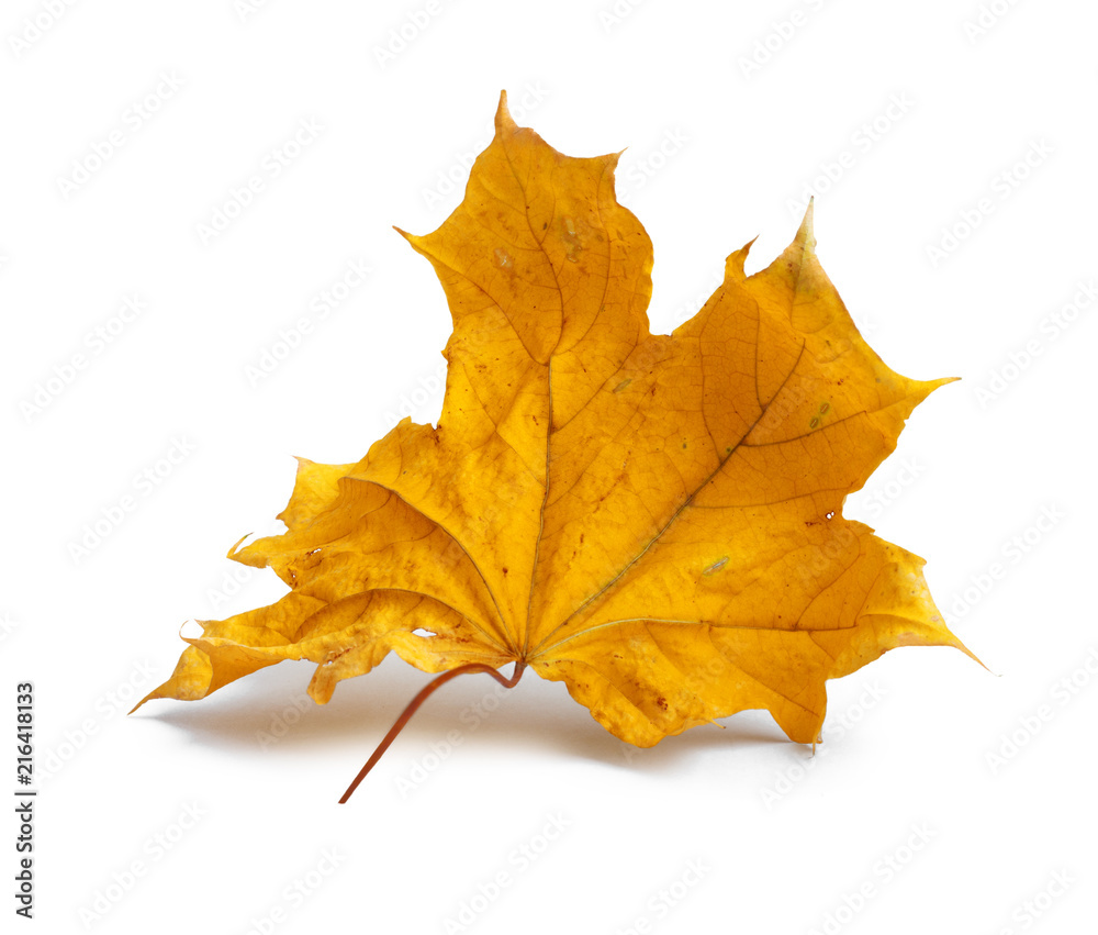 Autumn maple branch with leaves with shadow isolated Autumn maple branch with leaves with shadow isolated