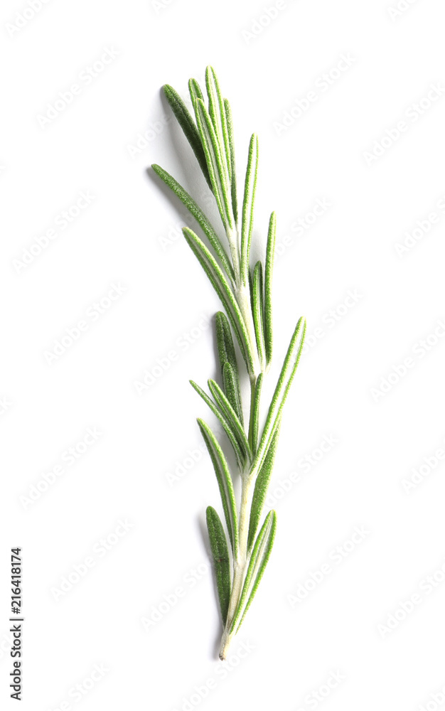 Fototapeta premium Fresh rosemary on white background