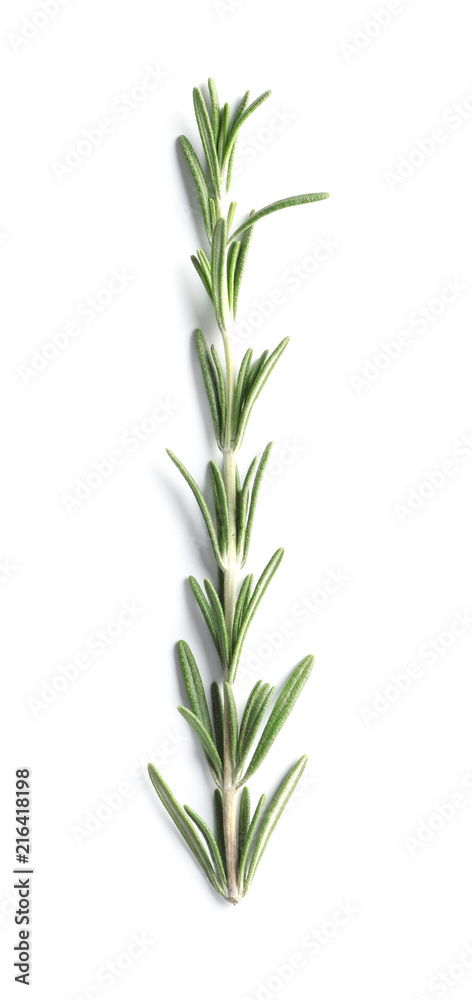 Fototapeta premium Fresh rosemary on white background